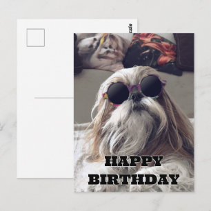 Cartão Postal Foto antiga de Shih Tzu legal com cabelo longo de 