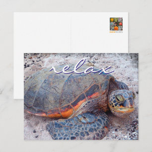 Cartão Postal Foto aproximada da tartaruga marinha honu do Havaí
