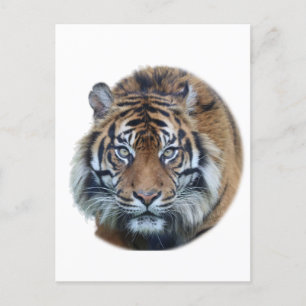 Cartão Postal Foto Bengala Tiger Face