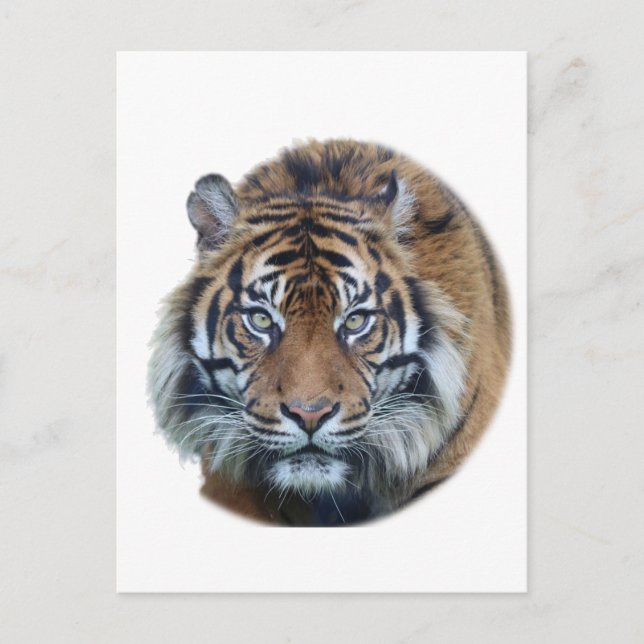 Cartão Postal Foto Bengala Tiger Face (Frente)