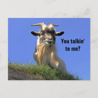 Cartão Postal Foto Billy Goat
