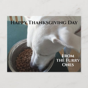 Cartão Postal Foto bonita de cachorro faminto que não pode esper