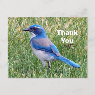 Cartão Postal Foto Bonito Azul do Pássaro Scrub Jay Obrigado