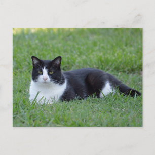 Cartão Postal Foto bonito de Gato de Tuxedo Preto e Branco
