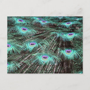 Cartão Postal Foto bonito de Penas de Peacock