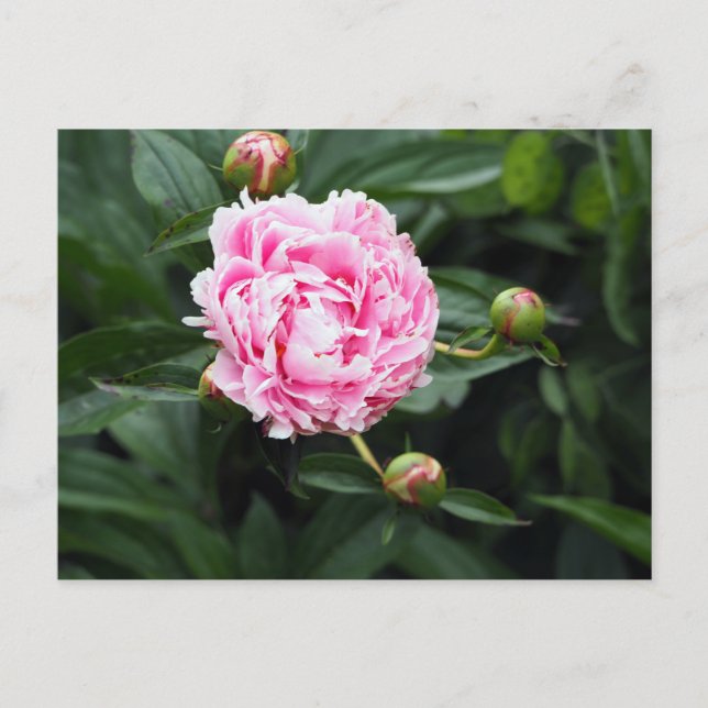 Cartão Postal Foto bonito Pink Peony Floral (Frente)