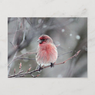 Cartão Postal Foto bonito Red Finch