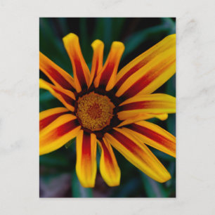 Cartão Postal Foto Botânica da Flor Tesouro Iluminada pelo Sol