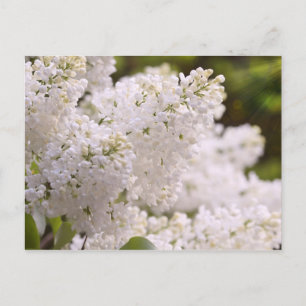 Cartão Postal Foto branca bonito dos Lilacs