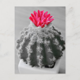 Cartão Postal Foto Branca Preta Da Planta De Cactus Com Flor Ros