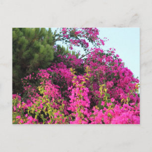 Cartão Postal Foto Bright Pink Bougainvillea