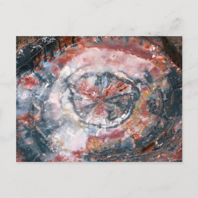 Cartão Postal Foto Colorida de Madeira Petrificada (Frente)