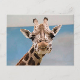 Cartão Postal Foto Curiosa de Girafa