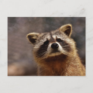 Cartão Postal Foto curiosa do Raccoon