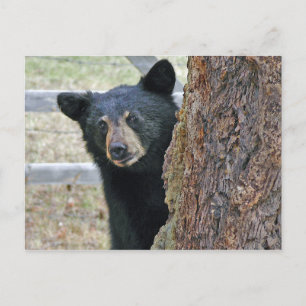 Cartão Postal Foto da árvore do urso preto