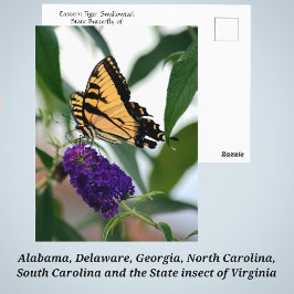 Cartão Postal Foto da Borboleta Estadual do Swallowtail de Tigre