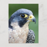 Foto da cara do falcão de peregrino