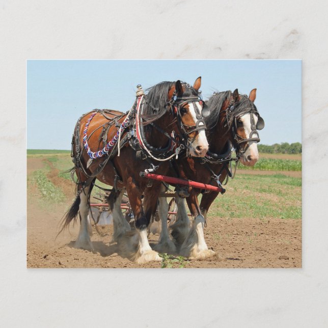 Cartão Postal Foto da Criação do Cavalo Clydesdale (Frente)