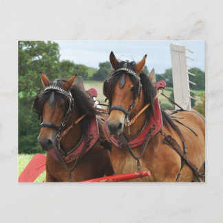 Cartão Postal Foto da equipe de cavalos de Colheita