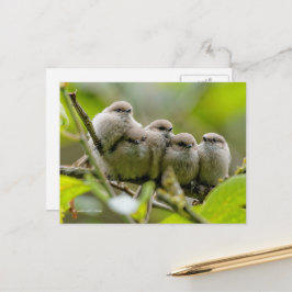 Cartão Postal Foto da Família Songbird, Cute Bushtits