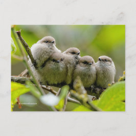 Cartão Postal Foto da Família Songbird, Cute Bushtits