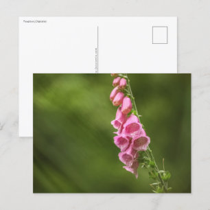 Cartão Postal Foto da Flor Foto da Foxglove Nature