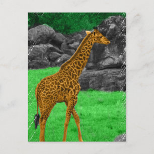Cartão Postal Foto da Girafa colorida laranja e verde