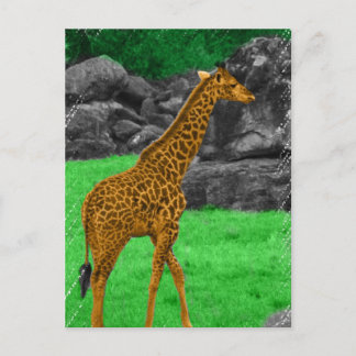 Cartão Postal Foto da Girafa colorida laranja e verde