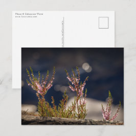 Cartão Postal Foto da natureza comum da Heather