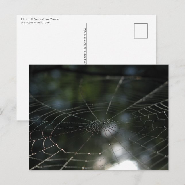 Cartão Postal Foto da natureza da aranha na web (Frente/Verso)