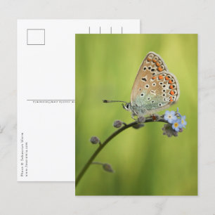 Cartão Postal Foto da natureza da borboleta