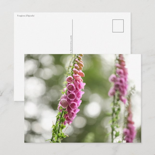 Cartão Postal Foto da Natureza da Flor (Frente/Verso)