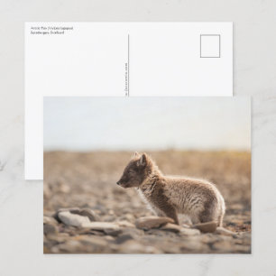 Cartão Postal Foto da natureza da Fox do Ártico