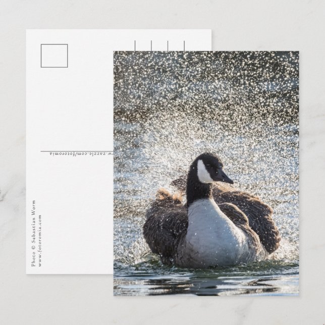 Cartão Postal Foto da natureza de Bathing Goose (Frente/Verso)