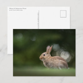 Cartão Postal Foto da Natureza de Coelho