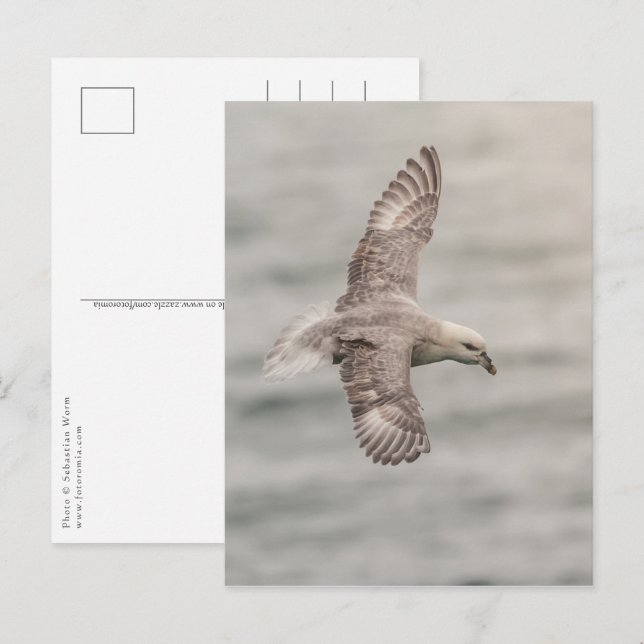 Cartão Postal Foto da Natureza de Fulmar-Nortenho (Frente/Verso)