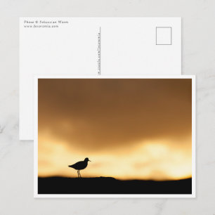 Cartão Postal Foto da Natureza de Perna-vermelha