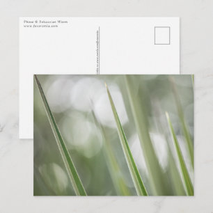 Cartão Postal Foto da Natureza de Planta Verde