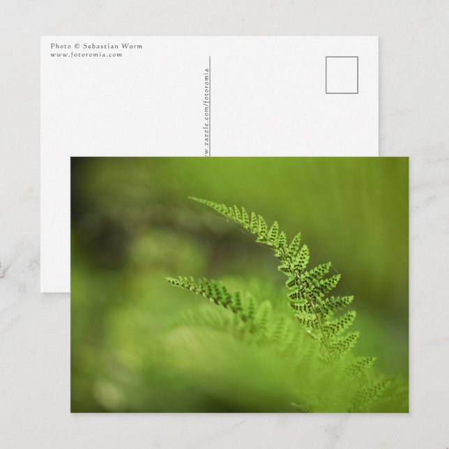 Cartão Postal Foto da Natureza de Samambaia Verde (Frente/Verso)