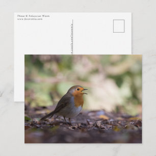 Cartão Postal Foto da Natureza de um Robin