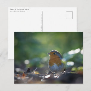 Cartão Postal Foto da Natureza de um Robin