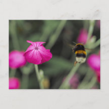 Foto da Natureza de Verão com Flor Silvestre Rosa
