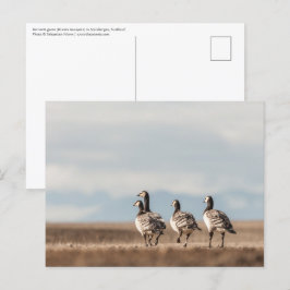 Cartão Postal Foto da Natureza do Barnacle Geese