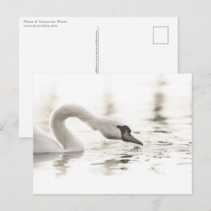 Cartão Postal Foto da Natureza do Cisne Branco