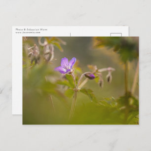 Cartão Postal Foto da Natureza do Floror de Geranium
