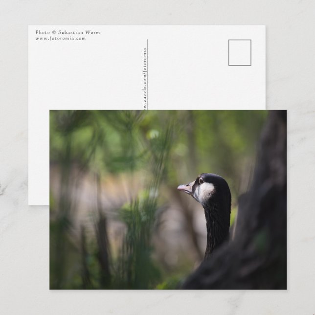Cartão Postal Foto da natureza do ganso do Canadá (Frente/Verso)