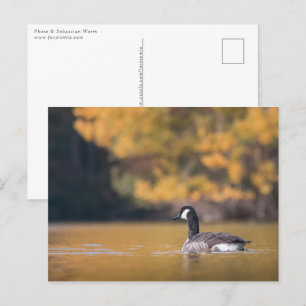 Cartão Postal Foto da natureza do ganso do Canadá