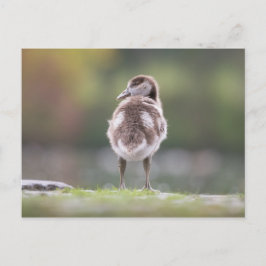 Cartão Postal Foto da Natureza do Oosling