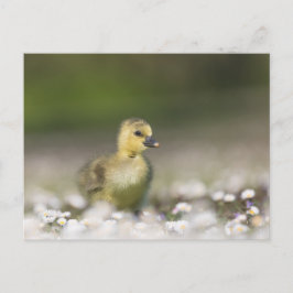 Cartão Postal Foto da natureza do Pintinho bonito