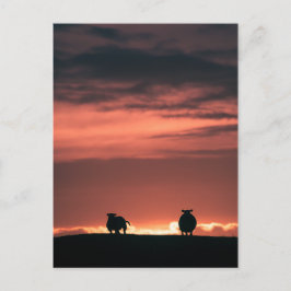 Cartão Postal Foto da Natureza do Pôr do Sol de Ovelhas